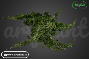 Juniper Criogenat - Img 4