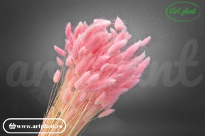 Lagurus baby pink