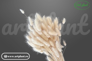 Lagurus beige