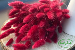 Lagurus bordo