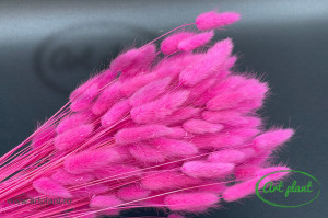 Lagurus ciclam inchis