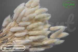 Lagurus crem