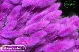 Lagurus fuchsia - Img 3