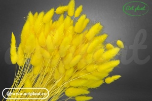 Lagurus galben lime