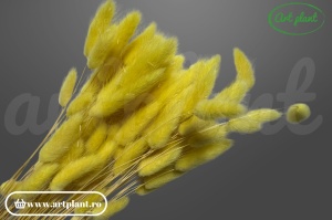 Lagurus light yellow