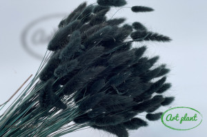 Lagurus negru