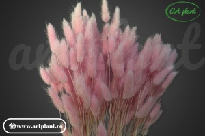 Lagurus roz glicine
