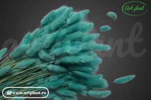 Lagurus turchese ( G) - Img 1