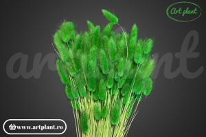 Lagurus verde smarald