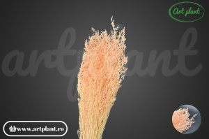 Limonium (caspia ) roz stabilizat