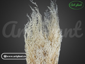 Limonium (caspia ) Stabilizat Alb-Crem