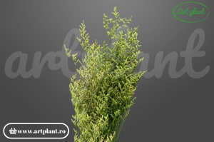 Limonium Stabilizat Verde