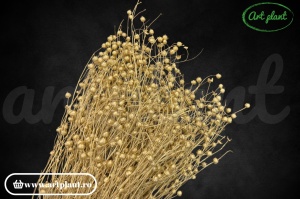 Lino (In) Gold