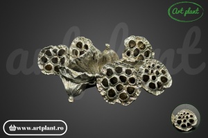 Lotus 4-6cm champagne&glitter