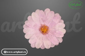 margarete criogenate mauve flori stabilizate pentru aranjamente elegante