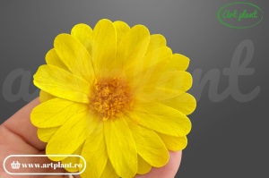 Margarete criogenate sunny yellow