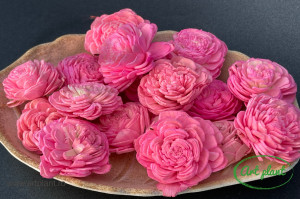Ming roz 4-5 cm