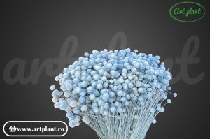 Mini Amarelino Light Blue - Img 3