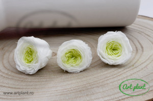 Mini Austin Roses White/ Verde - Img 1
