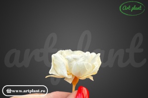 Mini Rose Green Ice - Img 2