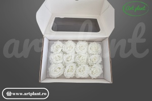 Mini Rose Romantic stabilizate Albe din Ecuador, Ø 4–5 cm • Înălțime 2–2.3 cm, 12 buc