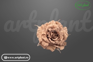 Mini Rose Romantic stabilizate latte