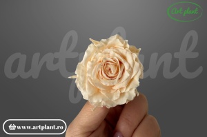Mini Rose Romantic stabilizate Pink Champagne
