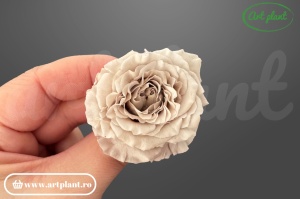 Mini Rose Romantic stabilizate sand