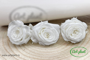Mini Roze Alb Whi01