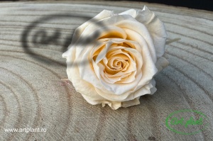 Mini Roze Champagne CHA99 - Img 1