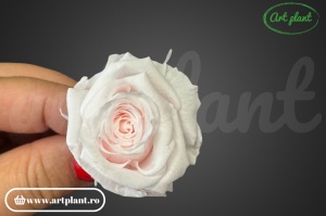 Mini Roze Roz Pal Pin89
