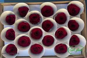 Mini Roze Visiniu Pin02 - Img 2
