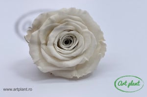 Mini Roze Warmi Alb-Crem Whi04 - Img 1