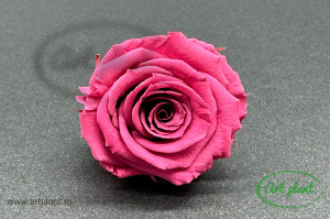 Mini Roze Warmi Roz Prafuit Vio02