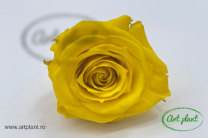 Mini Roze Yellow Yel02 - Img 1