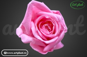 Miniroze Criogenate Baby Pink S - Img 1