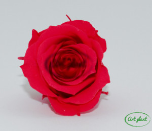 Miniroze criogenate princess roz inchis