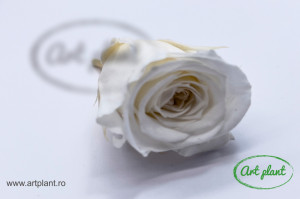 Miniroze Criogenate Vivian White S - Img 1