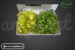 Mix Hortensie Stabilizată – Set cu 2 Culori Naturale - Img 2
