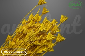 Nigella orientalis galben lime - Img 3