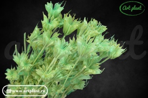 Nigella orientalis green mint