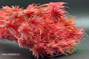 Nigella orientalis pink