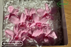 Orhidee Dendrobium Pink - Img 2