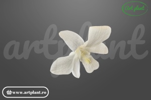 Orhidee Dendrobium albă criogenată 3.5-6cm - Art Plant