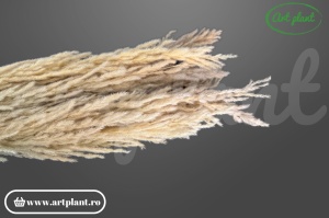 Pampas piuma natural (G)