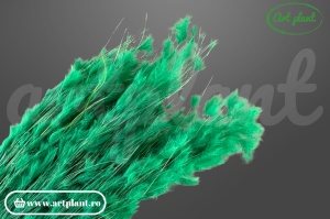 Pampas snow plume verde bandiera (G)
