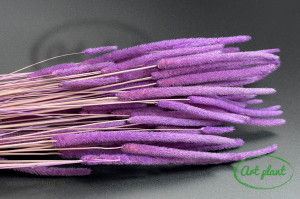 Phleum Lila