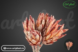 Protea rosu frosted - Img 2