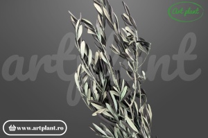 amuri măslin stabilizat – frunze alungite verde intens – Art Plant
