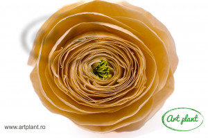 Ranunculus Criogenat Champagne CHA99 - Img 3